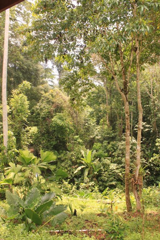 Zahrada ubytování Finca Ardilla Jungle Lodge