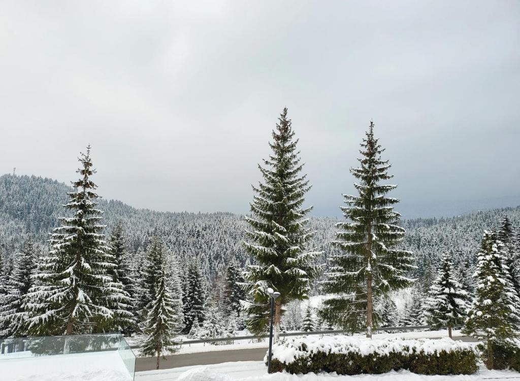 Hotel Forest v zimě