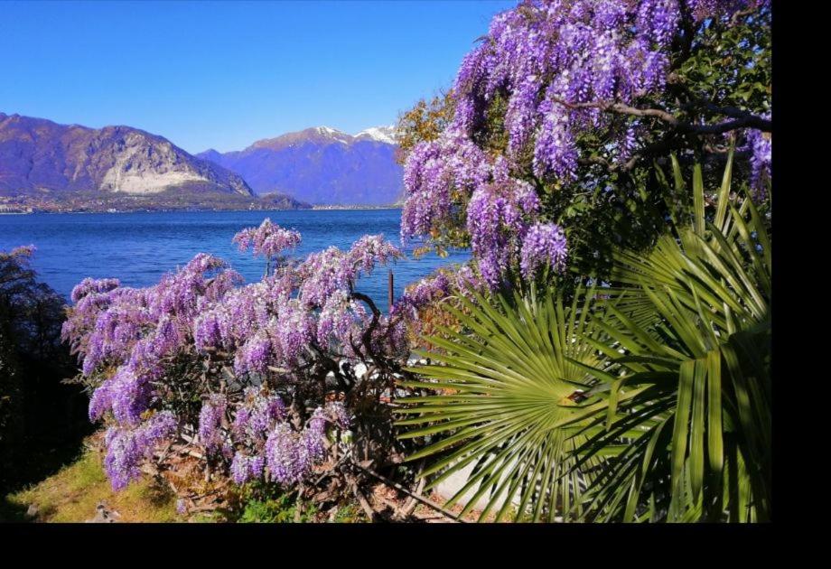 un arbre avec des fleurs violettes à côté d'une masse d'eau dans l'établissement La Corte di Suna, à Verbania
