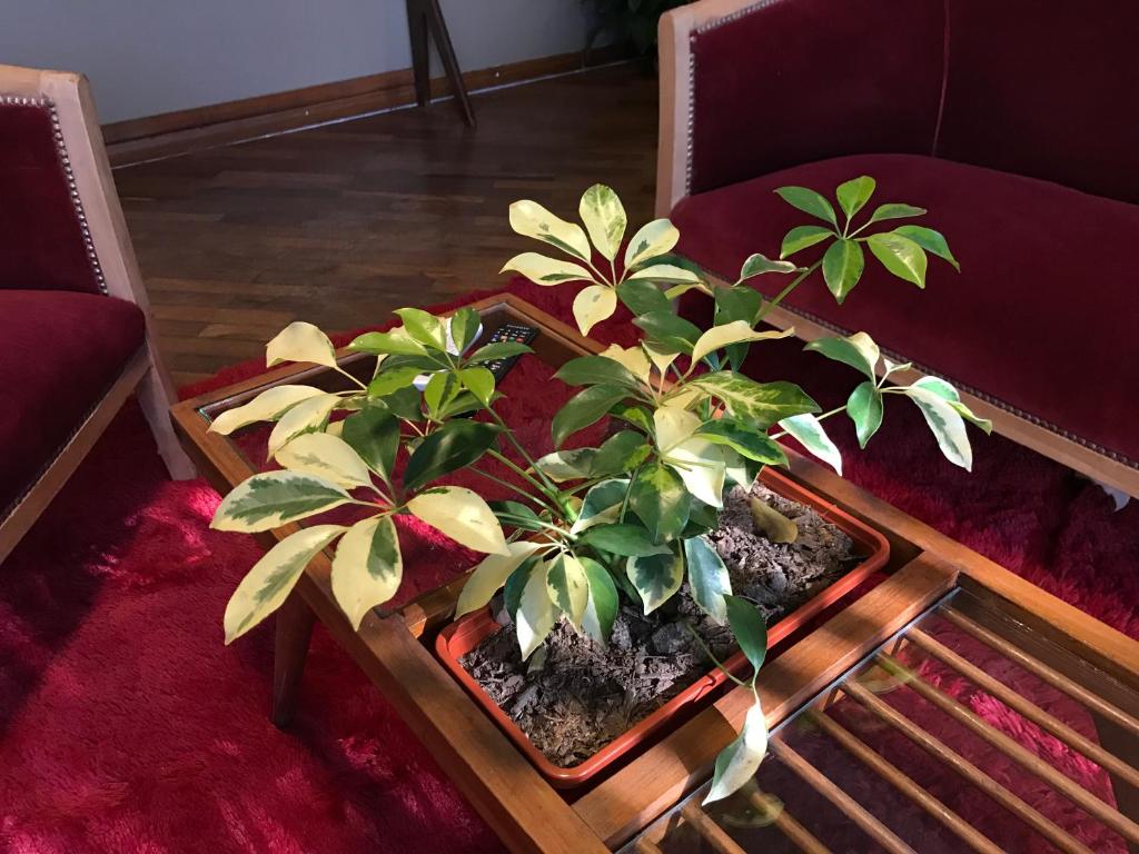 Apartamento Superior