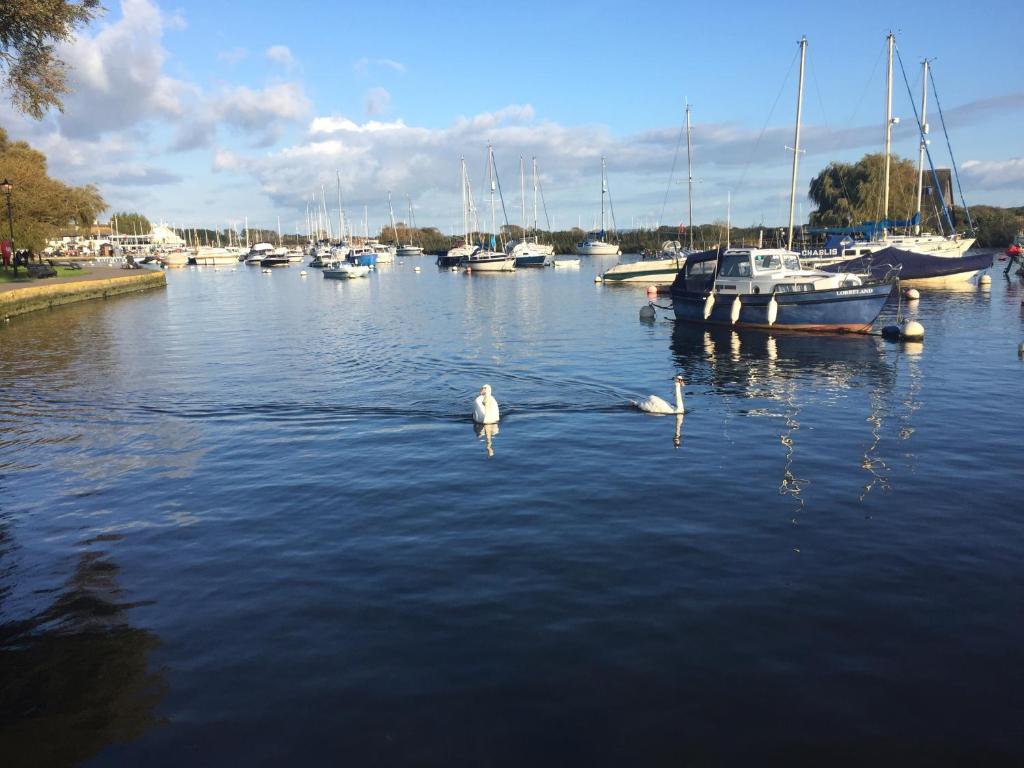 a couple of swans swimming in a river with boats at No Car Needed in Christchurch
