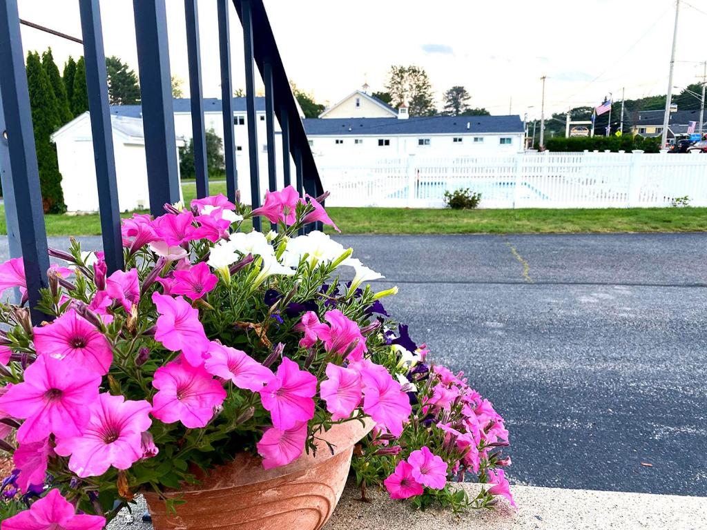 a pot of pink flowers sitting on a railing at Ocean Acres Ogunquit in Ogunquit