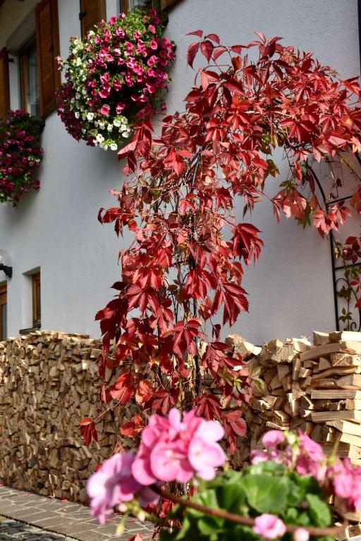 A garden outside Haus Vlcek