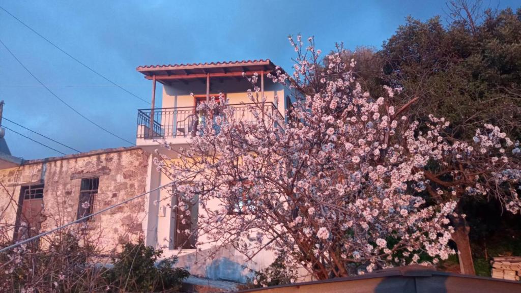 un árbol con flores rosas delante de un edificio en Stefanis traditional house - Kampos, en Kámbos