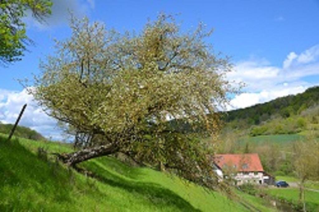 Příroda nedaleko penzionu