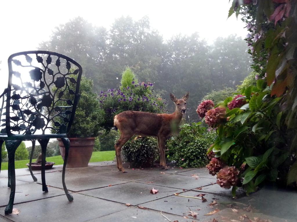a deer standing in a garden next to a chair at Spinneycross in Corsham