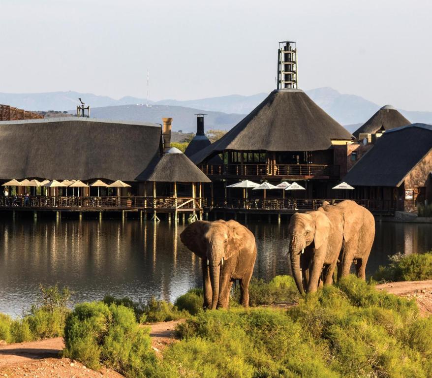 a herd of elephants standing next to a body of water at Buffelsdrift Game Lodge in Oudtshoorn