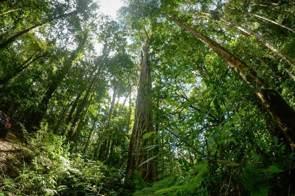 Un albero alto nel mezzo di una foresta di Talamanca Nature Reserve a Rivas