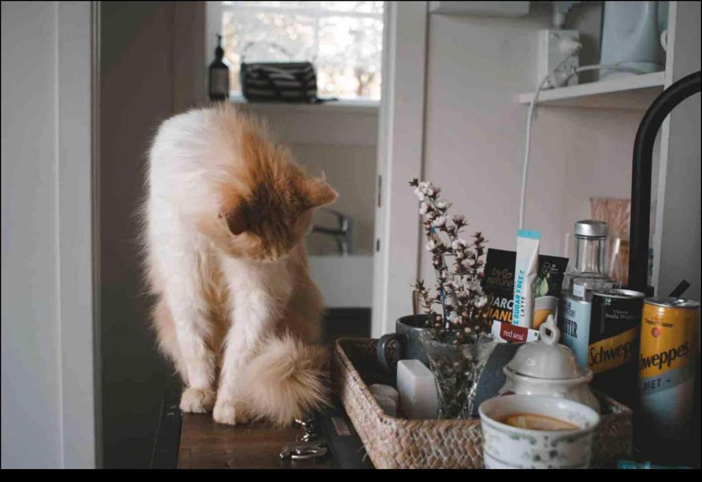 The little cottage - Resim 40