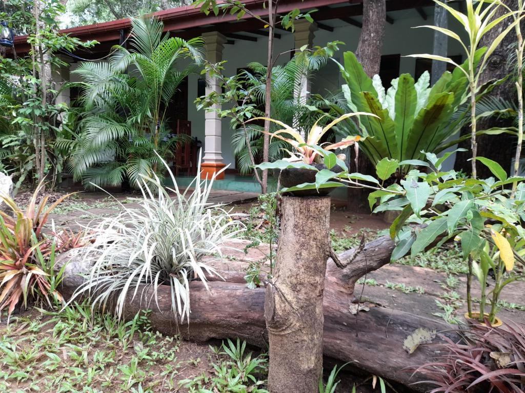 Zahrada ubytování Sigiri Jungle Villa