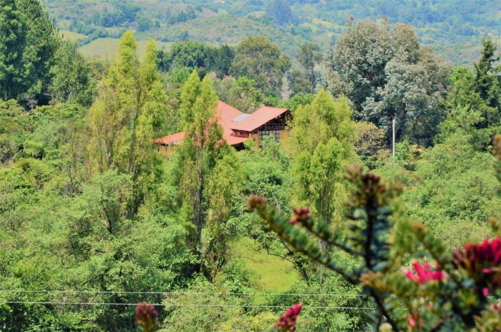 a house in the middle of a forest of trees at Chalet Casa de Teja in Tinjacá