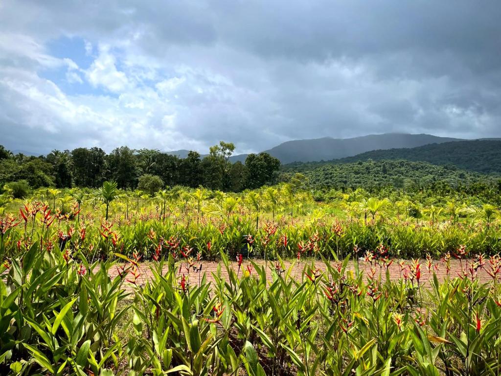 a field of flowers with mountains in the background at The Postcard Hideaway, Netravali Wildlife Sanctuary, Goa in Vichondrem