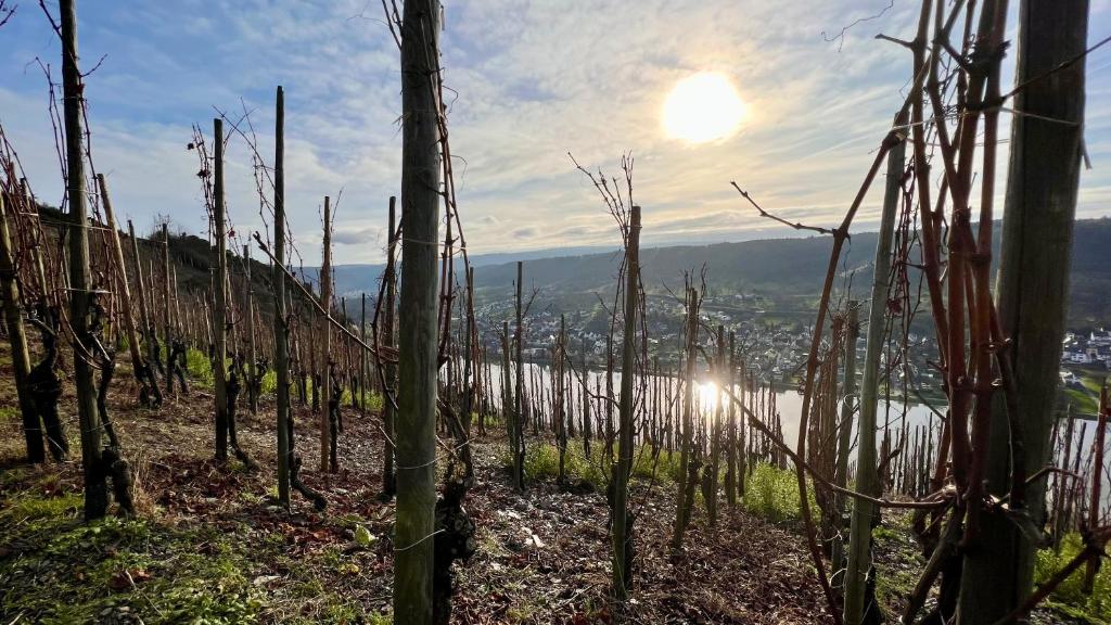 a vineyard with the sun in the background at Weinrebe in Bernkastel-Kues
