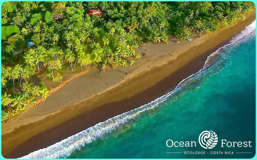 an aerial view of a beach with palm trees and the ocean at Ocean Forest Ecolodge in San Pedrillo