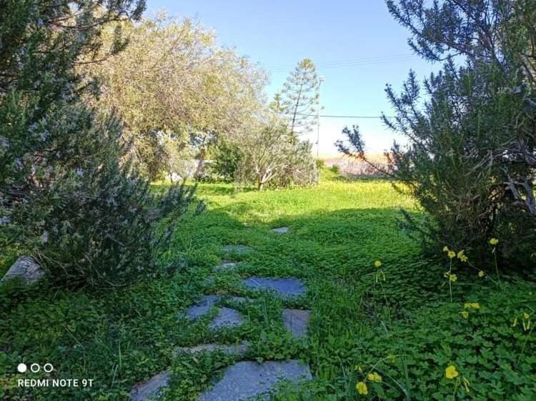 A garden outside Villa Velissarios: wonderful villa next to beach