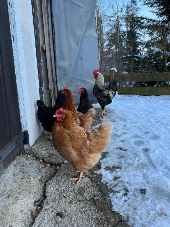 Zvířata v chaty nebo okolí