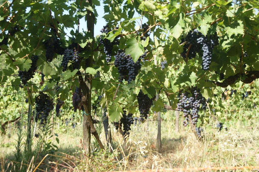 Vonkajšia záhrada v ubytovaní Podere Vecci