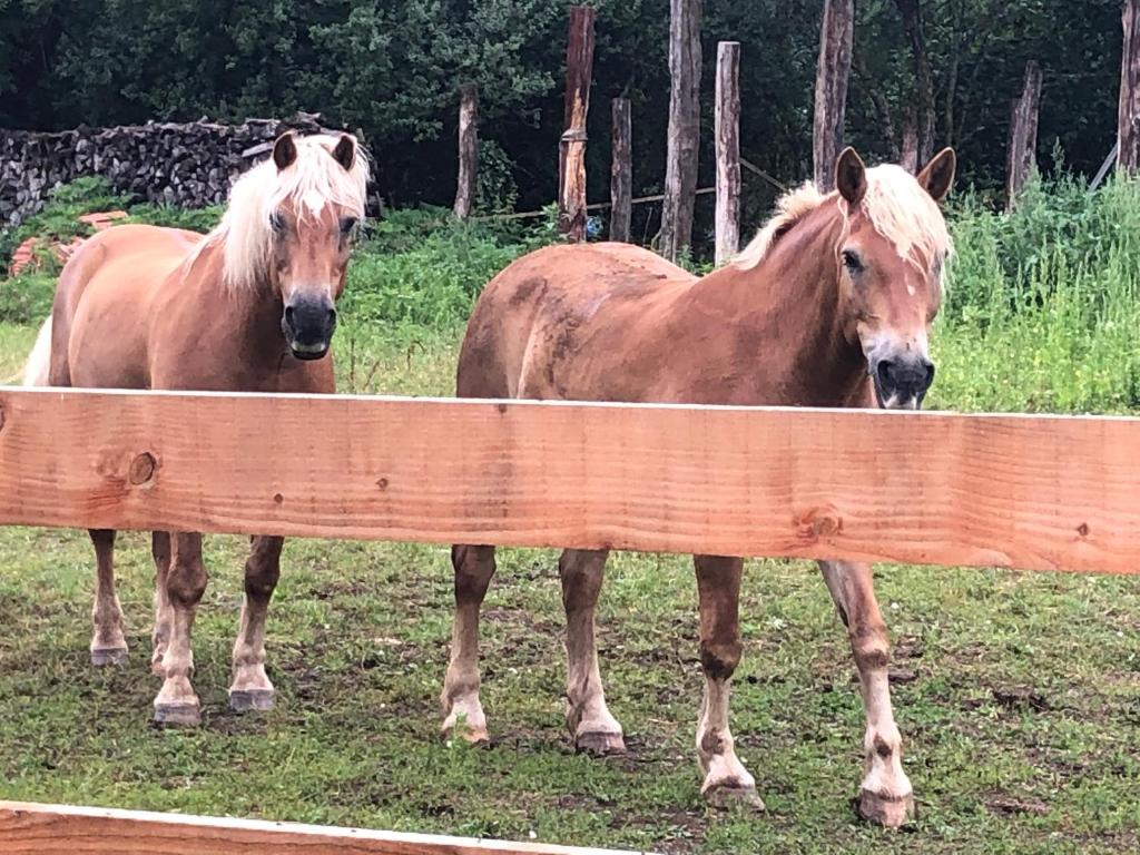 Zvířata v luxury tent nebo okolí