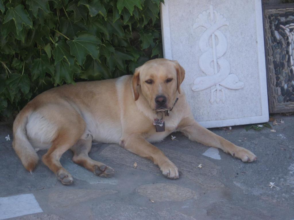 Domáce zviera alebo zvieratá hostí v ubytovaní Paros Traditional Country House