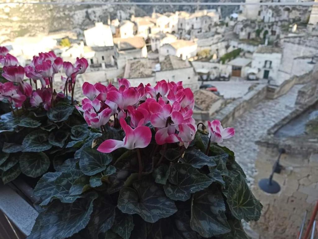 un montón de flores rosas sentadas en el alféizar de la ventana en Slow Living B&B en Matera