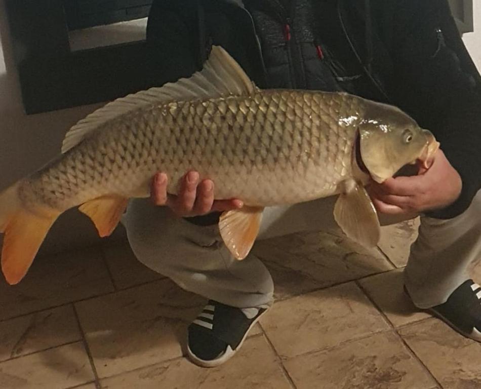 Tiere in der Pension oder in der Nähe