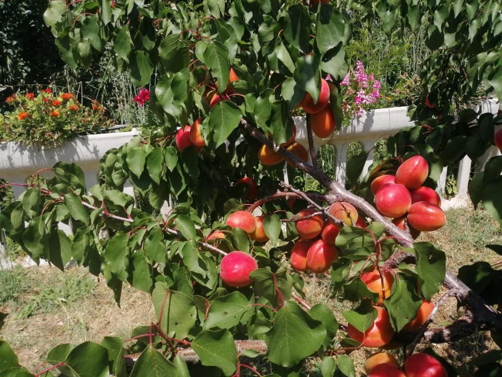 A garden outside Agriturismo Vemi