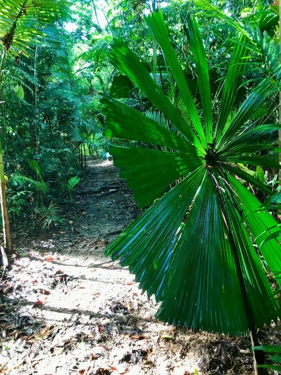 Zahrada ubytování Daintree Siesta