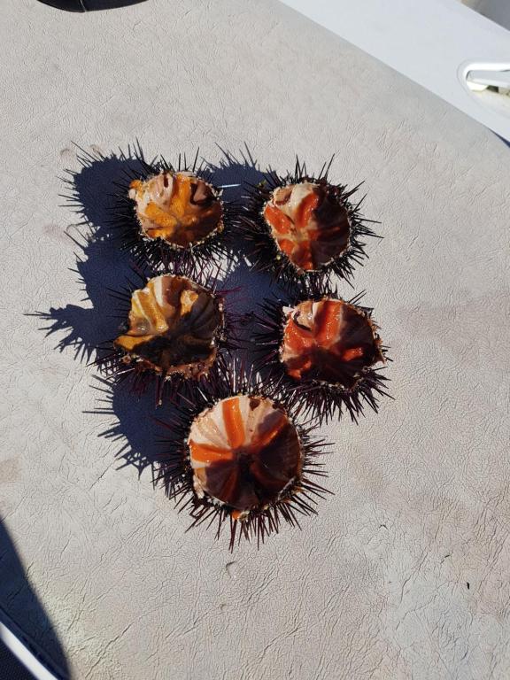 a group of durians sitting on top of a table at Stanza privata con giardino in La Maddalena
