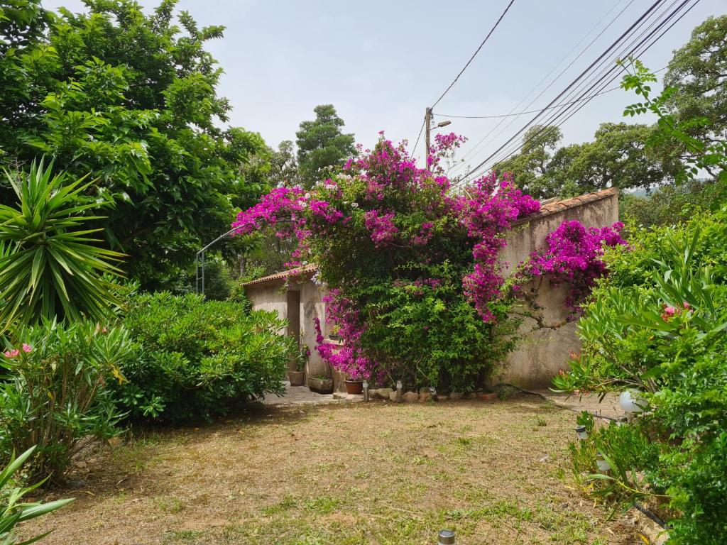 a house with flowers on the side of it at maisonnette à la campagne in San-Gavino-di-Carbini