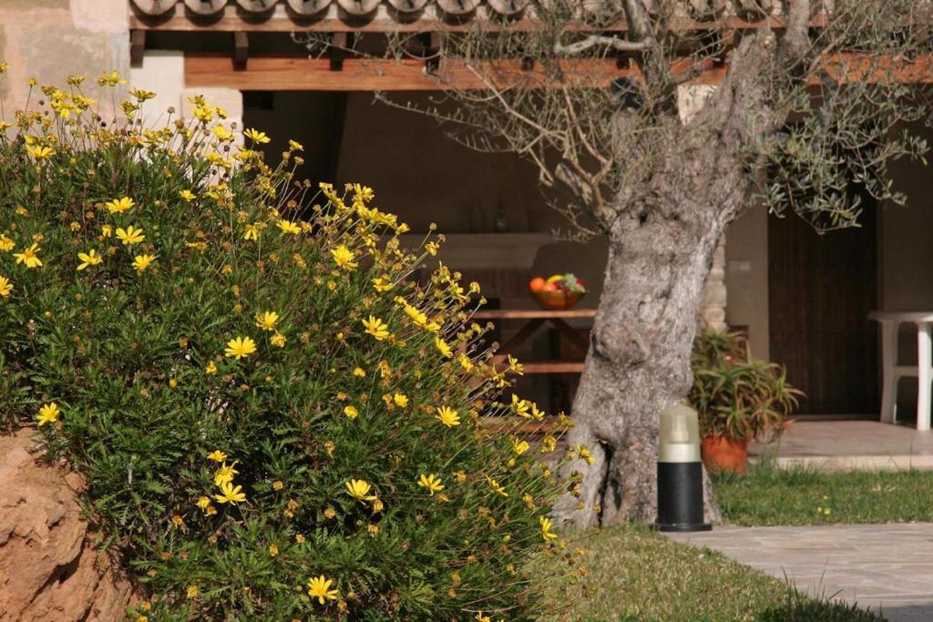 A garden outside Butxaco