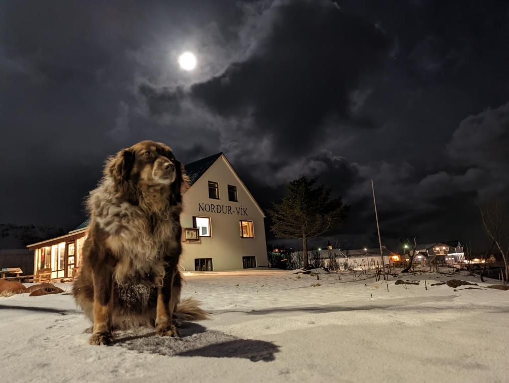 維克的住宿－Vík Hostel，坐在房子前雪中的小狗