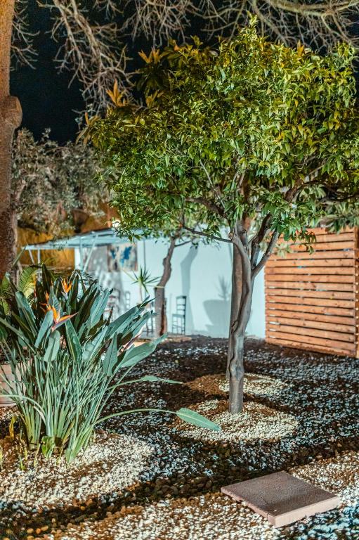 a garden with a tree and some plants at Taormina Garden Hotel in Taormina