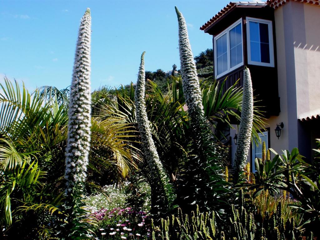 a group of tall trees in front of a house at Apartamento MAR Y TEIDE in Sauzal