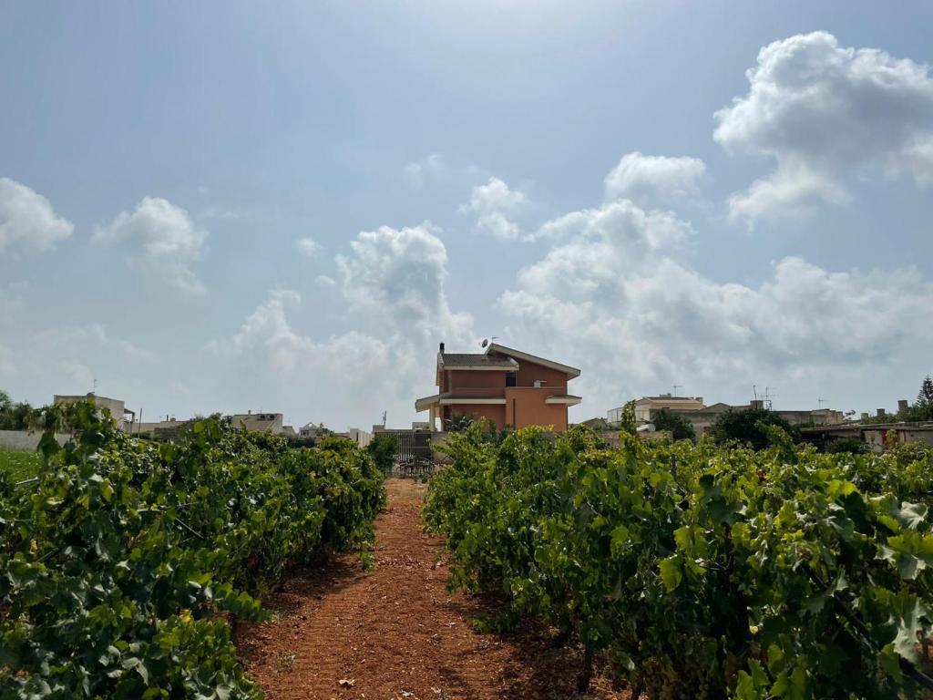 un campo de vides con un edificio en el fondo en Casa vacanze tra la campagna e il mare, en Marsala