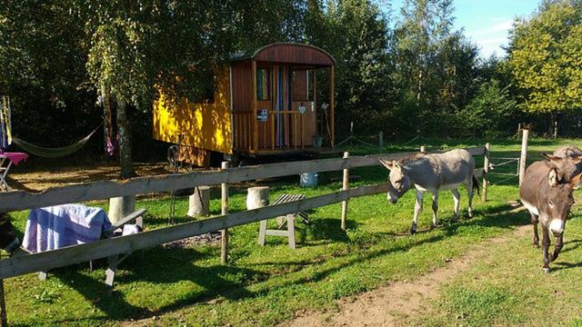 duas vacas a caminhar num campo ao lado de uma cerca em De Balkende Hoeve em Aarschot