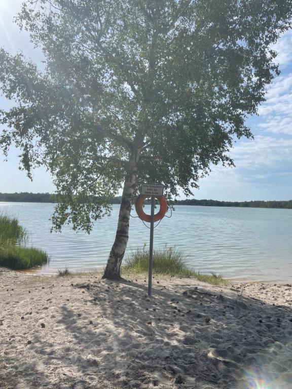 ein Baum am Strand neben einem Gewässer in der Unterkunft Bungalow 300 Meter vom Grünewald Lauch in Staupitz
