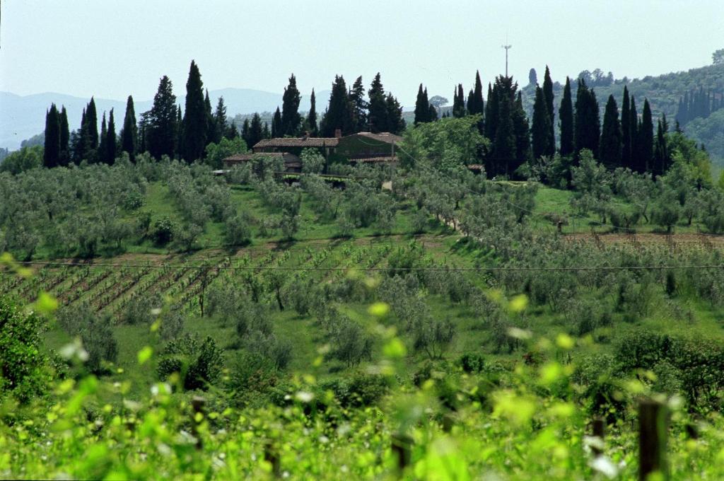 a farm on a hill with trees and a building at Fattoria Casa Sola in Barberino di Val dʼElsa