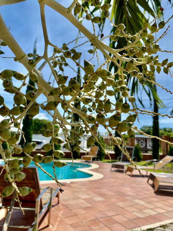 Bazén v ubytování Vila Miola Hotel nebo v jeho okolí