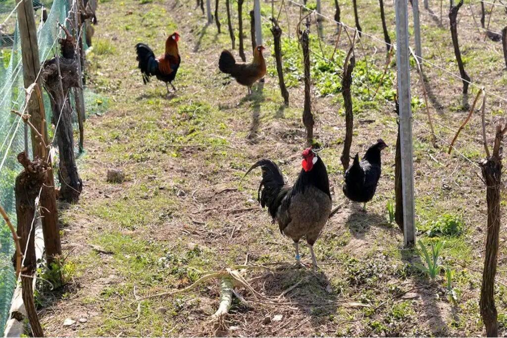gîte l'œuf ou la poule, parking privé, sur domaine viticole – photo 16