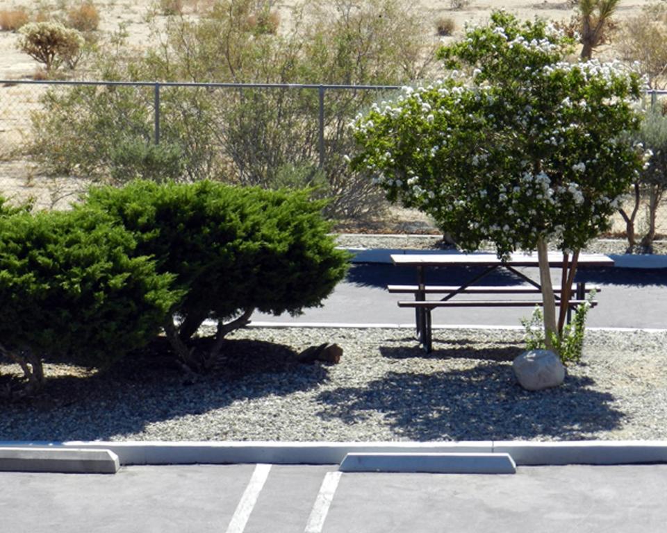 Fotografie z fotogalerie ubytování High Desert Motel Joshua Tree National Park v destinaci Joshua Tree