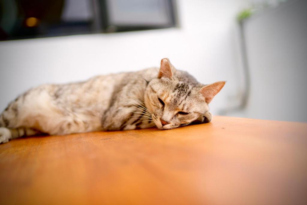 a cat sleeping on top of a wooden table at It's Mine Hostel in Taitung City