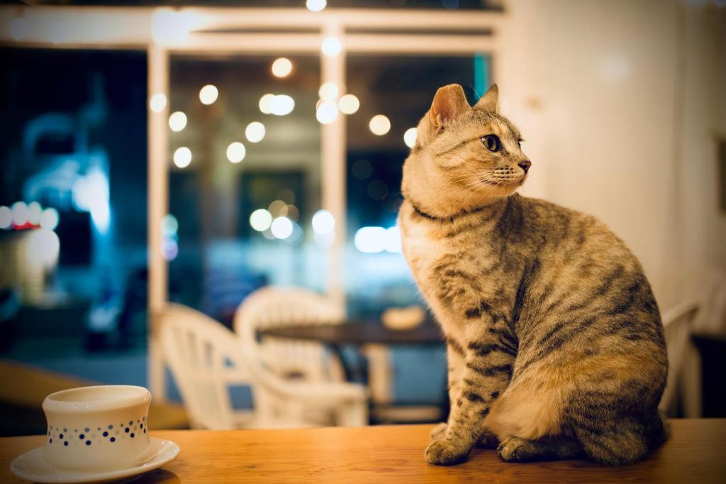 a cat sitting on a table next to a cup at It's Mine Hostel in Taitung City