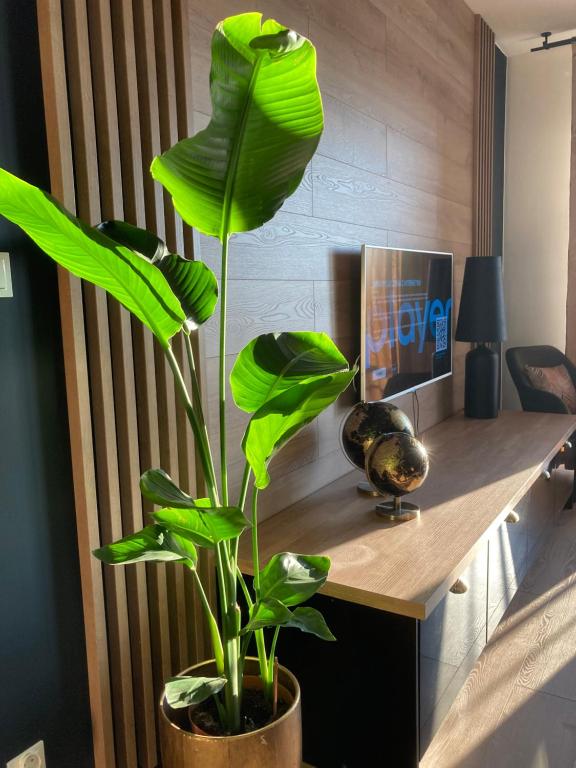 una planta verde en una olla junto a un escritorio en Apartamenty Termalne GREEN Apartment en Uniejow