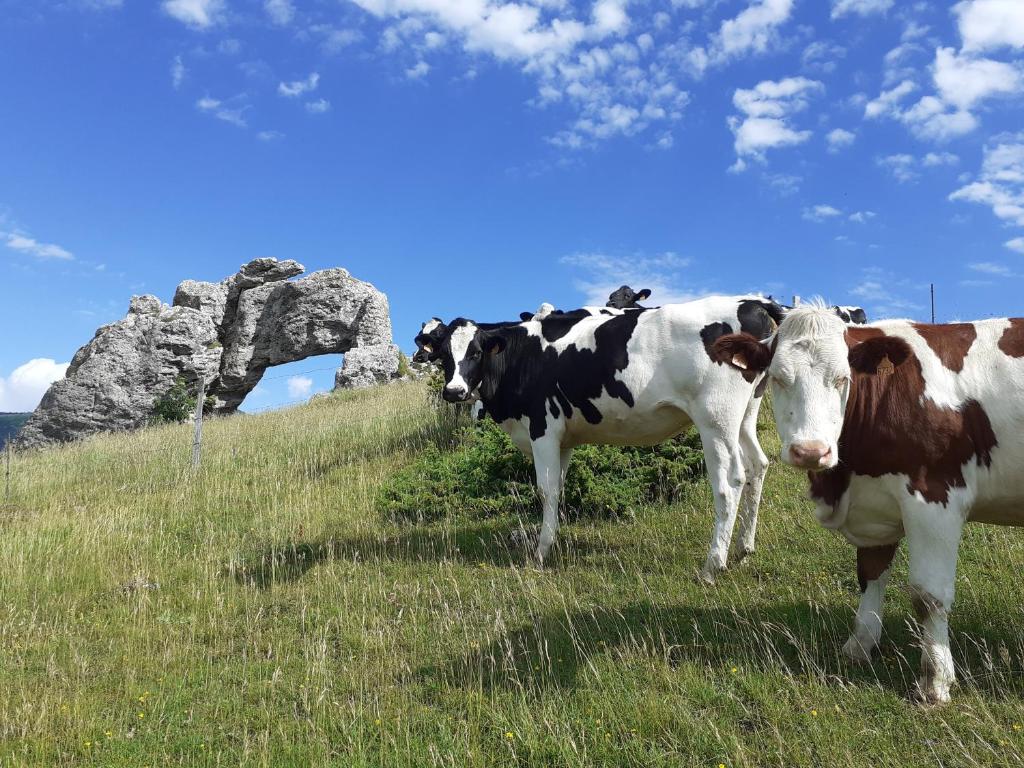 zwei Kühe stehen auf einem Grasfeld mit einem Felsen in der Unterkunft Maison de campagne à l'étage in Ser-Sigaud