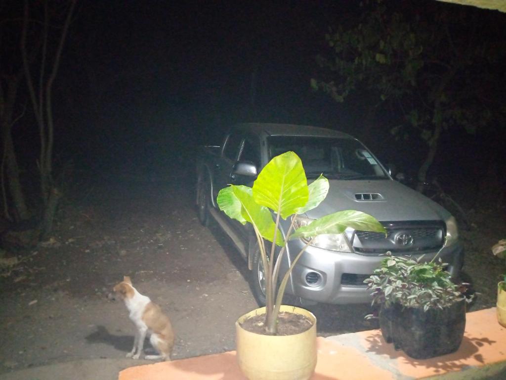 a cat standing next to a car in front of a plant at Sipili Village Residence in Nyahururu