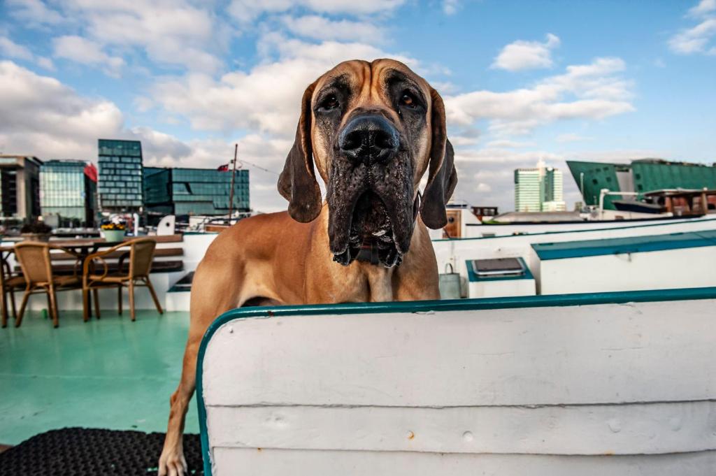 Amsterdam Hotelboat - Resim 23