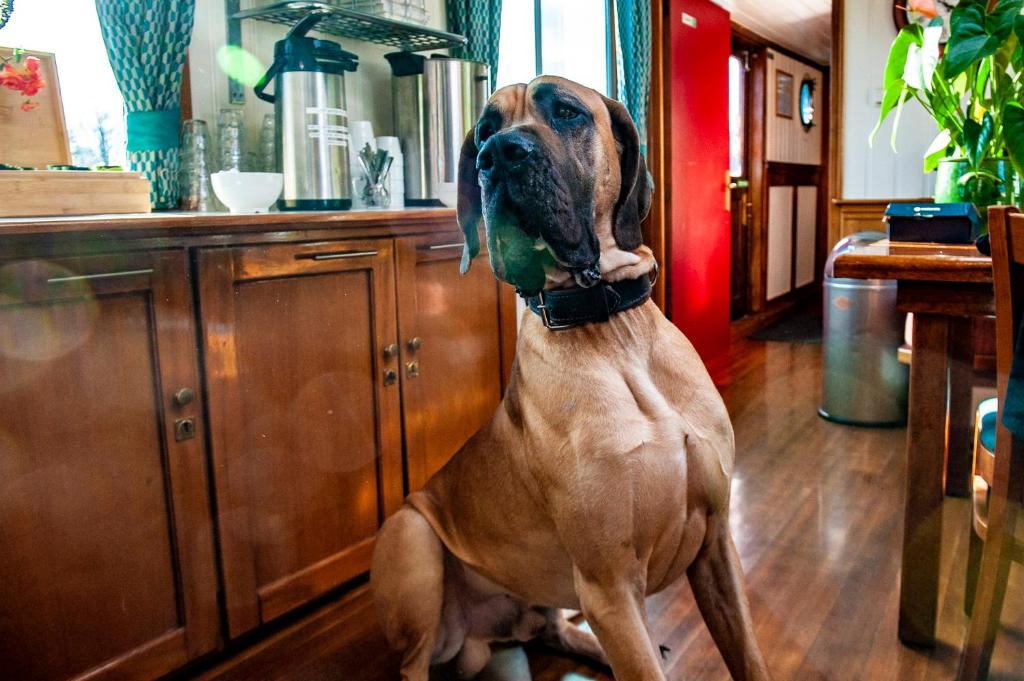 Amsterdam Hotelboat - Resim 20