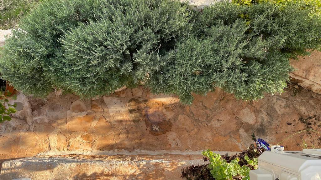 Kaktus Beach Apart - 1