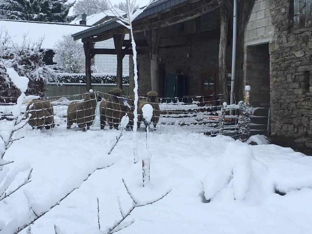 Gîtanneke durante l'inverno