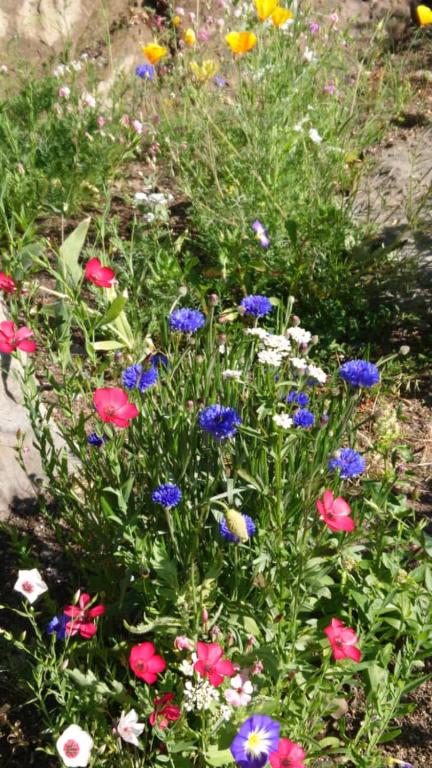 A garden outside Alpenparadies Grindelwald